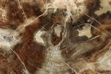 Polished Petrified Wood (Araucaria) Round - Madagascar #344708-1